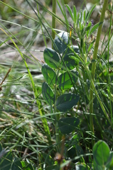 Astragalus platyphyllus