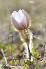 Pulsatilla vernalis