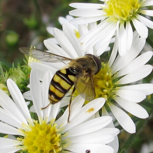Unknown species found near Cross Plains, WI 53528, USA