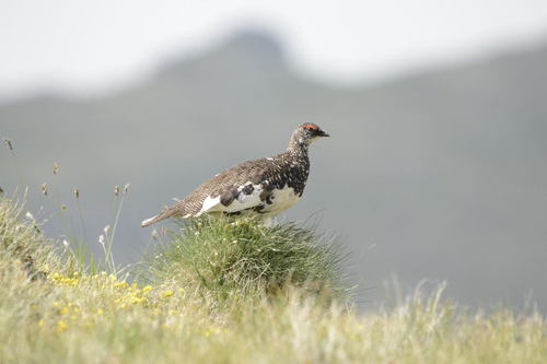 Lagopède alpin