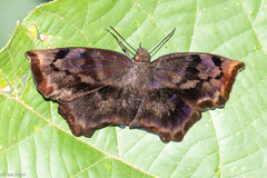 Achlyodes busirus