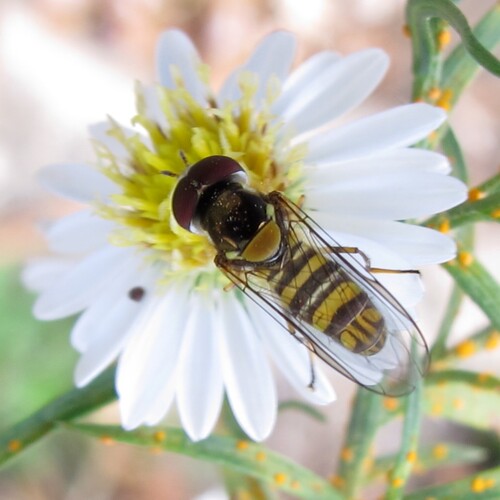Unknown species found near Cross Plains, WI 53528, USA