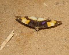 Junonia hierta paris