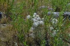 Dianthus kuschakewiczii