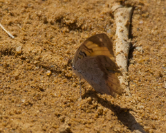 Junonia hierta paris