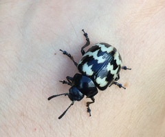 Leptinotarsa lacerata