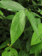 Acalypha diversifolia