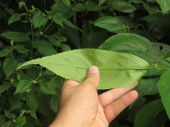 Acalypha diversifolia