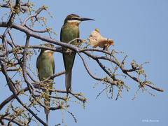 Merops superciliosus