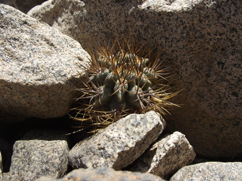 Eriosyce iquiquensis