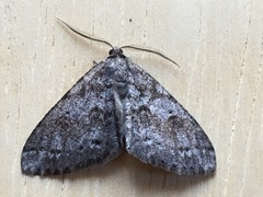 Melanolophia imitata