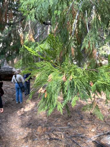 iNaturalist observation photo of California incense-cedar