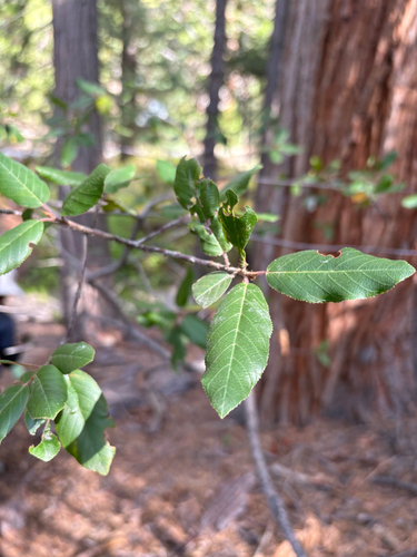 iNaturalist observation photo of coffeeberry