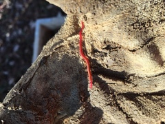 Strigamia bothriopus