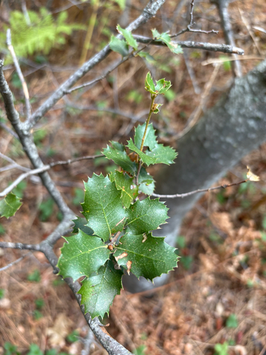 iNaturalist observation photo of canyon live oak