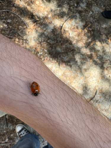iNaturalist observation photo of Convergent Lady Beetle