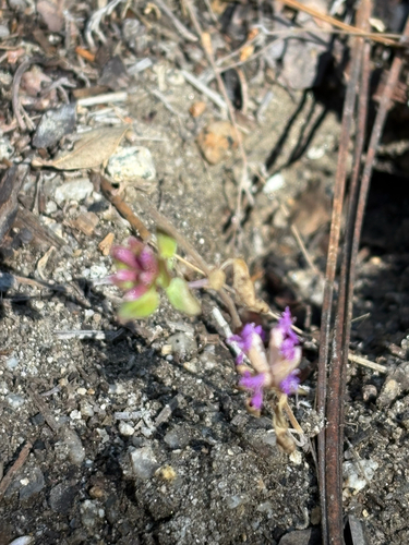 iNaturalist observation photo of Dicots