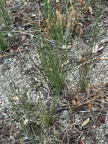 iNaturalist observation photo of Vascular Plants