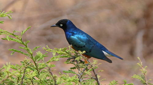 Superb Starling