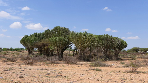 desert candle