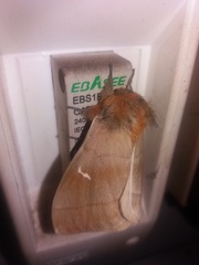 Ormiscodes cinnamomea