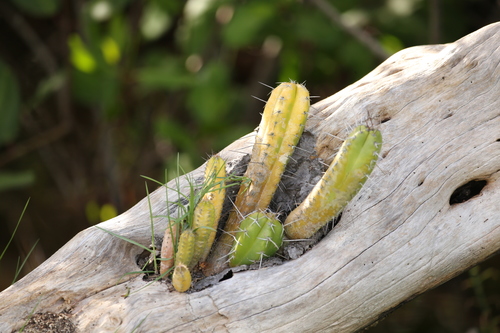 Image of Pilosocereus Arrabidae (Pilosocereus arrabidae) by (c) Diogo Luiz, some rights reserved (CC BY)
