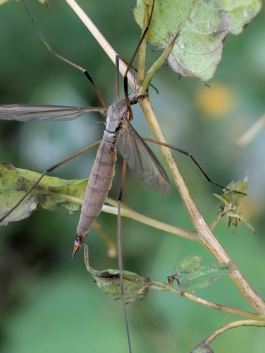 Unknown species found near South End, Burlington, VT, USA