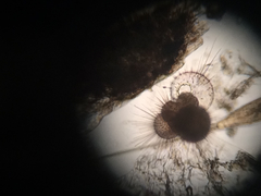 Globigerina