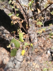 Nothofagus macrocarpa