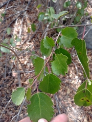 Azara petiolaris