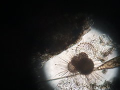 Globigerina