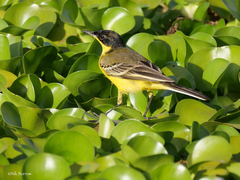 Motacilla flava feldegg