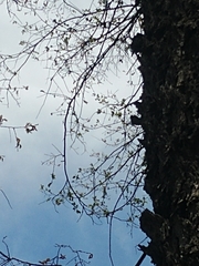 Nothofagus macrocarpa