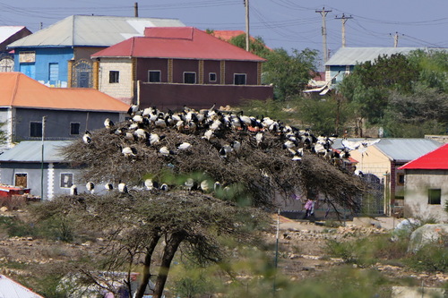 African Sacred Ibis