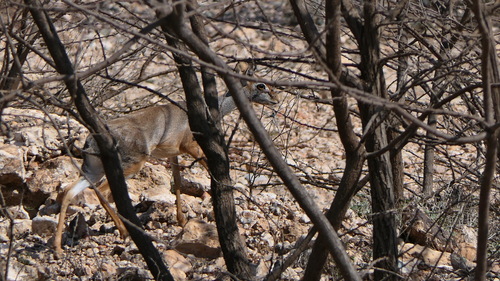 Salt's Dik-dik