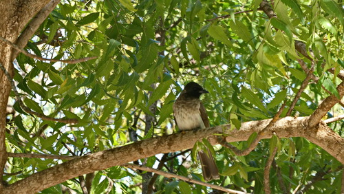 Common Bulbul