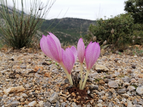 Colchicum bivonae