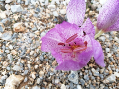 Colchicum bivonae