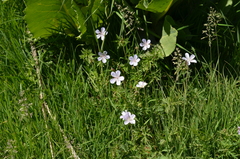Geranium collinum