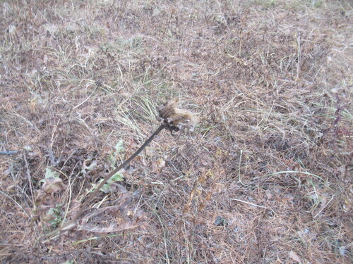 uniflower swisscentaury (Rhaponticum uniflorum)