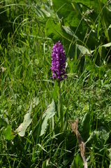 Dactylorhiza umbrosa