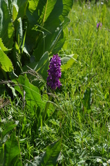 Dactylorhiza umbrosa