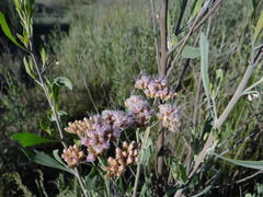 Tessaria absinthioides