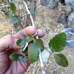 Cercocarpus betuloides betuloides