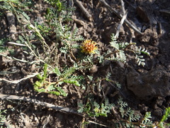 Prosopis strombulifera