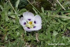 Acaulimalva nubigena