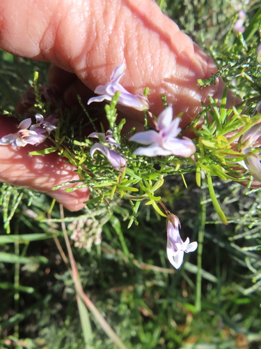 Finger Baroe (Cyphia digitata)