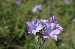 Linum olgae
