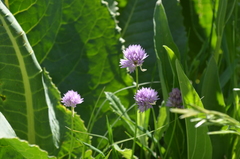 Allium schoenoprasoides