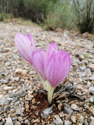 Colchicum bivonae